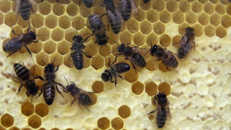 Bienenschädliches Thiacloprid wird europaweit verboten. Bild: GABOT. Bienenschädliches Thiacloprid wird europaweit verboten. Bild: GABOT.