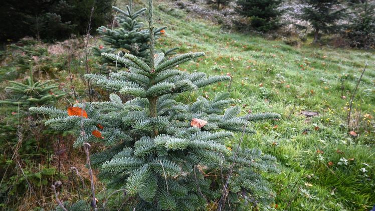 Nobilis-Tannen sind am teuersten. Bild: jba.