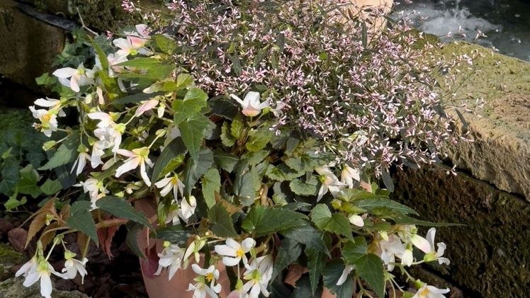 Die perfekte Harmonie: Die Begonie Eva und der Zauberschnee® Marie verzaubern mit einer einzigartigen Farbenpracht und bringen auch halbschattige Plätze zum Strahlen. Bild: GMH.