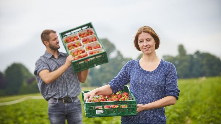 Es ist wieder Erdbeersaison in Deutschland! Jetzt kommen die gesunden und aromatischen Früchte aus regionalem Anbau – das ist nicht nur gut für alle Menschen, sondern auch fürs Klima und die Umwelt. Bild: GMH.