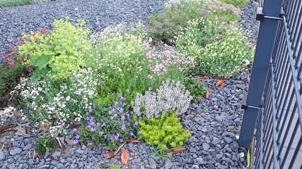 Schon nach wenigen Wochen grünt und blüht es auf der ehemals tristen Schotterfläche. Bild: Gartenbau NRW. Schon nach wenigen Wochen grünt und blüht es auf der ehemals tristen Schotterfläche. Bild: Gartenbau NRW.