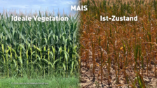 Dürreschäden bei Mais. Bild: Österreichische Hagelversicherung.