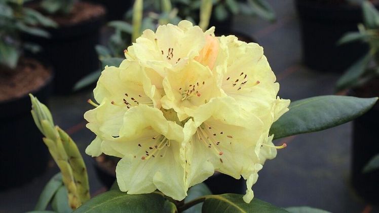 Eine der fünf Rhododendronneuheiten 'Bohlkens Laura'. Bild: Bischoff.