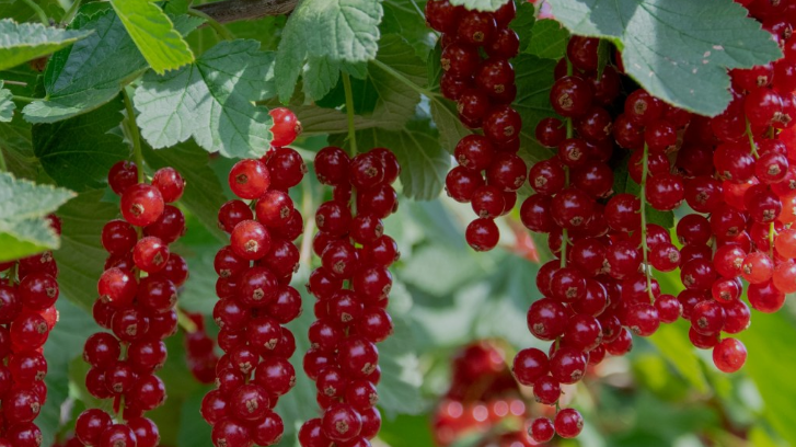Die Zusammenarbeit von The Greenery mit James Hutton konzentriert sich auf die Entwicklung neuer, exklusiver Sorten für rote Johannisbeeren. Bild: The Greenery.