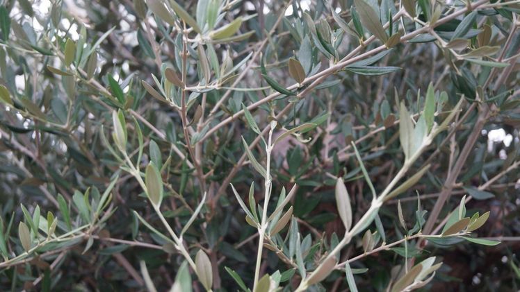 Xylella fügt vor allem Olivenpflanzen großen Schaden zu und zerstört mitunter ganze Olivenkulturen. Bild: GABOT. 