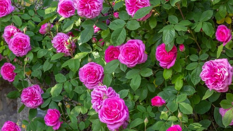Gertrude Jekyll® wurde zur beliebtesten Rose der Welt 2025 gekürt. Bild: Jonathan Buckley/David Austin Roses.