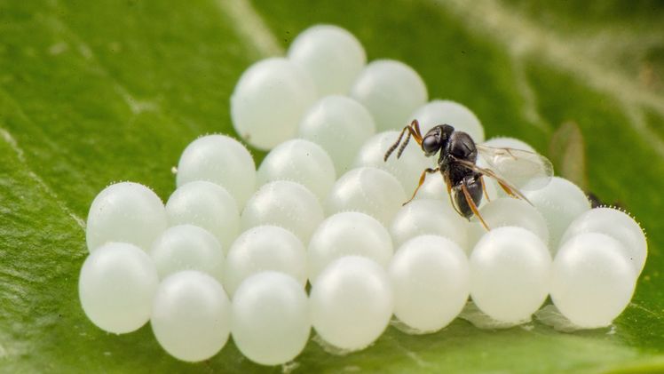 Von der Samuraiwespe parasitierte Eigelege der Marmorierten Baumwanze mit geschlüpften Wespen. Bild: Andy Schmid. Von der Samuraiwespe parasitierte Eigelege der Marmorierten Baumwanze mit geschlüpften Wespen. Bild: Andy Schmid.