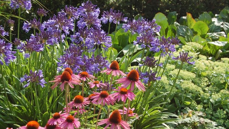 „Agapanthus im Park" im Park der Gärten. Bild: Park der Gärten.
