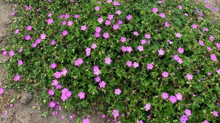Die neue Geranium 'Kelly-Anne'  ist aufgrund einer langen Blütezeit für die Artenvielfalt besonders wertvoll. Bild: Plantipp.
