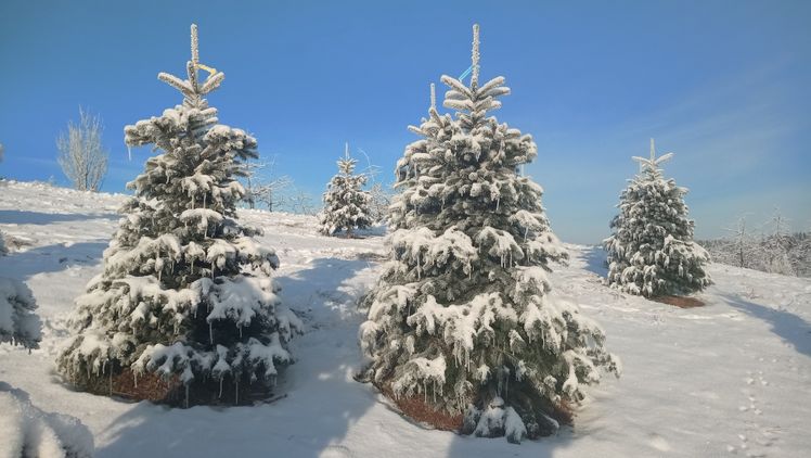 Kein Weihnachten ohne eine schöne Tanne, das galt auch vergangenes Jahr in Deutschland und Österreich. Foto: Robert Haas.