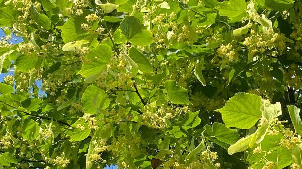 Betörend duftend und majestätisch wachsend. Bild: Alexander Seus, © LWG Veitshöchheim.