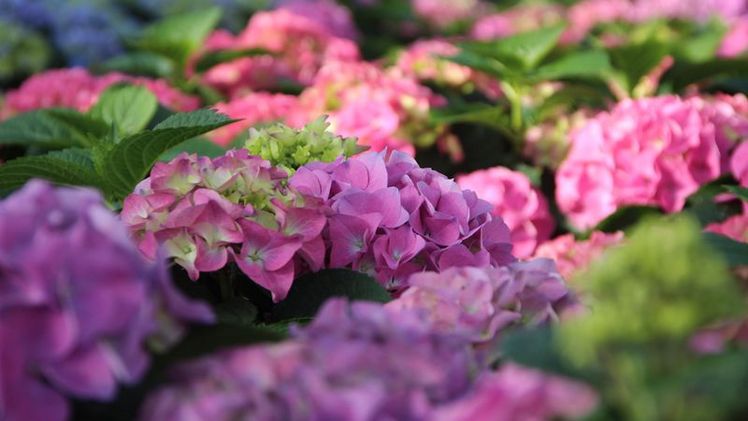 Hortensien (Hydrangea macrophylla). Bild: LWK NRW.