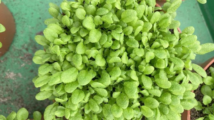 Die Versuchspflanze Ackerschmalwand (Arabidopsis thaliana) im Gewächshaus. Bild: Uni Tübingen.