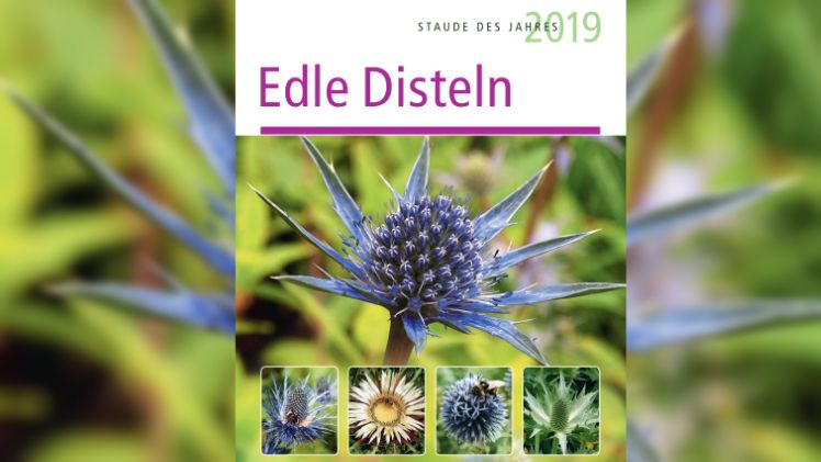 Staude des Jahres 2019. Bild: Bund deutscher Staudengärtner.