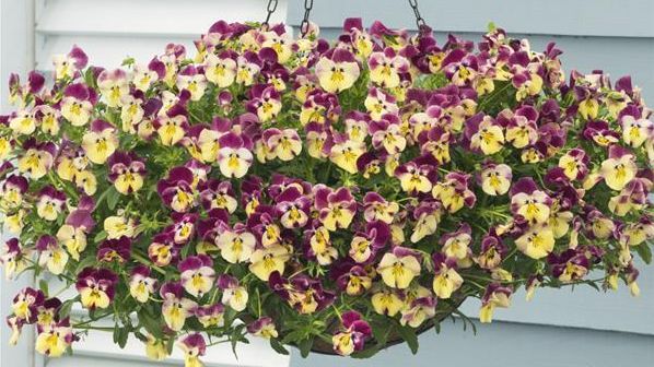 PanAmerican Seed® verspricht eine enorme Farbwirkung auf der IPM. Bild: PanAmerican Seed®.