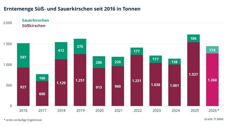 Erntemengen bei Süß- und Sauerkirschen. Grafik: IT.NRW.