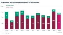 Erntemengen bei Süß- und Sauerkirschen. Grafik: IT.NRW.