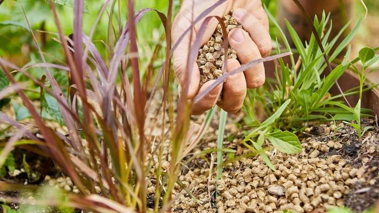 COMPO BIO Bodenschutz Pellets als hochergiebiger Bio-Gartenmulch. Bild: © COMPO GmbH.