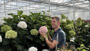Bartjan Kolk zeigt stolz seine Hortensien. Schon seit Vater Ko Kolk hat in den 90er Jahren mit der Kultur von Schnitthortensien unter Glas angefangen. Floristen in ganz Europa schätzen die großen Blütenbälle, mit denen sie langlebige, eindrucksvolle Blumendekorationen kreieren. Foto: PFFH.