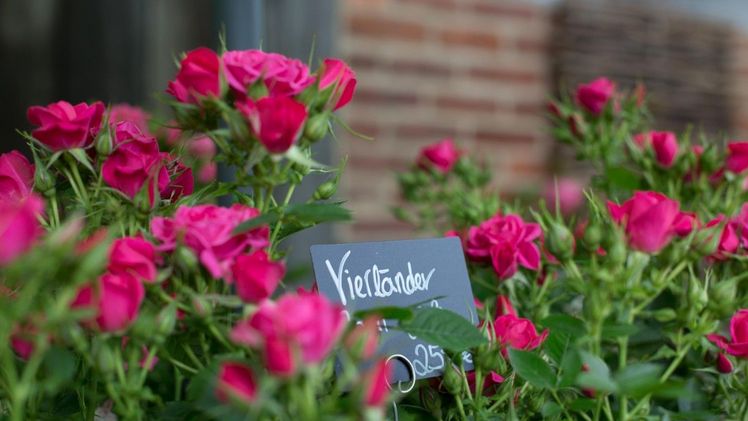 Der Kiekeberg duftet beim Rosenmarkt am 20.7. Bild: Stiftung Freilichtmuseum am Kiekeberg.