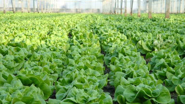 Klassiker in Grn: Kopfsalat | Gabot.de