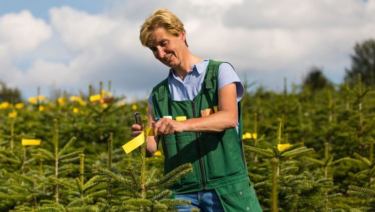 Die Bäume werden anhand farbiger Etiketten nach Qualitäten sortiert. Bild: VNWB / Heidi Bücker. Die Bäume werden anhand farbiger Etiketten nach Qualitäten sortiert. Bild: VNWB / Heidi Bücker.