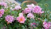 Die Blüten von Amirose® sind ein echter Hingucker. Bild: Amirose®.