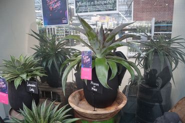 Future Plants by Waterdrinker in Aalsmeer. Bild: GABOT.