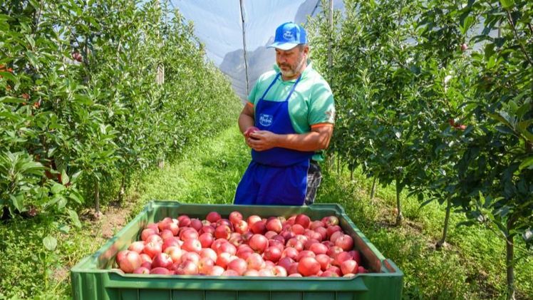 Trotz der geringfügig rückläufigen Ernte erwartet man auf Verbandsebene einen deutlichen Anstieg bei der Produktion von biologisch angebauten Äpfeln sowie praktisch allen Markenäpfeln. Bild: VOG.