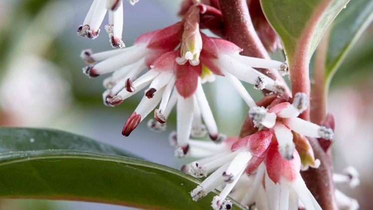 Sarcococca hookeriana Winter Gem ('Pmoore03'PBR). Bild: Plantipp.