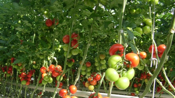 Moderner Anbau von Strauchtomen. Bild: GABOT.