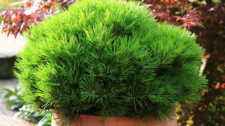 Pinus 'Marie Brégeon' von Helmers Baumschulen. Bild: Helmers Baumschulen.