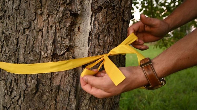 Ernteprojekt "Gelbes Band" startet. Bild: ZEHN.