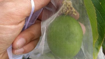 In den Beuteln entstehende Früchte deuten untrüglich auf Selbstbefruchtung. Bild: Lubera.