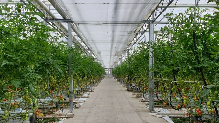 Die Gemüseproduzenten suchen nach alternativen Energieformen. Bild: lied.ch, ji.