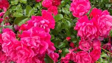 Gartenrosen sind Dauerblüher. Bild: GABOT. 
