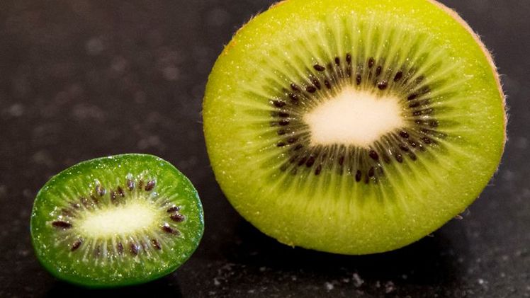 Die inneren Werte l Kiwibeeren (li.) enthalten reichlich wertvolle Inhaltsstoffe mit einer besonders hohen Gesundheitswirkung: So wirkt sich ein regelmäßiger Konsum überaus positiv auf das Herz-Kreislauf-System und den Magen-Darm-Trakt aus. Bild: © Bayerische Landesanstalt für Weinbau und Gartenbau, Veitshöchheim.