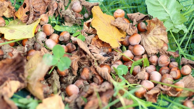 Haselnüsse liegen auf dem Boden zur Ernte bereit. Sorten wie die Halleschen Riesen bringen grosse Haselnüsse hervor, die im Wildwuchs kaum so zu sehen wären. Bild: mg