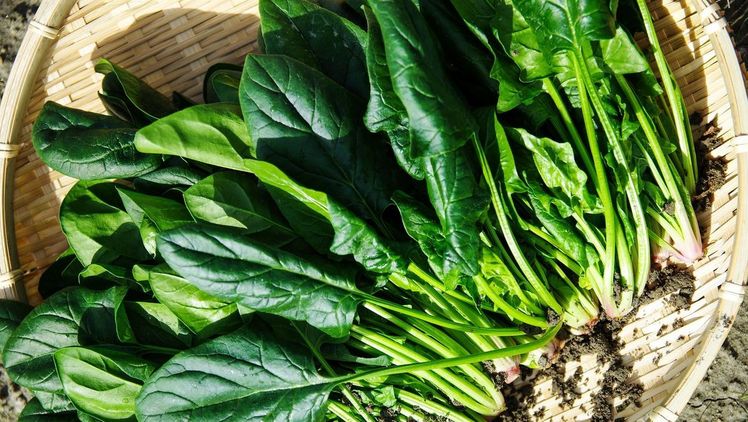 Spinat ist vielseitig verwendbar. Bild: pd.