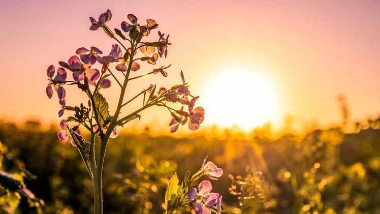 KWS schließt Geschäftsjahr 2020/2021 erfolgreich ab und erhöht Dividende. Bild: KWS.