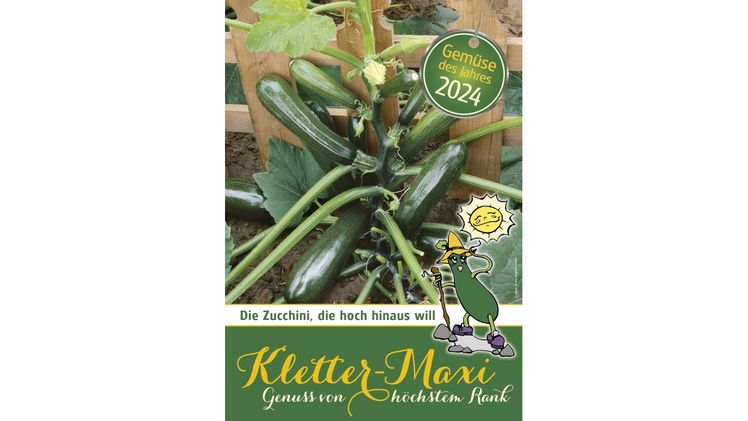 Die Kletterzucchini "Klettermaxi" wurde zum Gemüse des Jahres von den österreichischen Gärtnern gewählt. Bild: Blumenmarketing Austria.