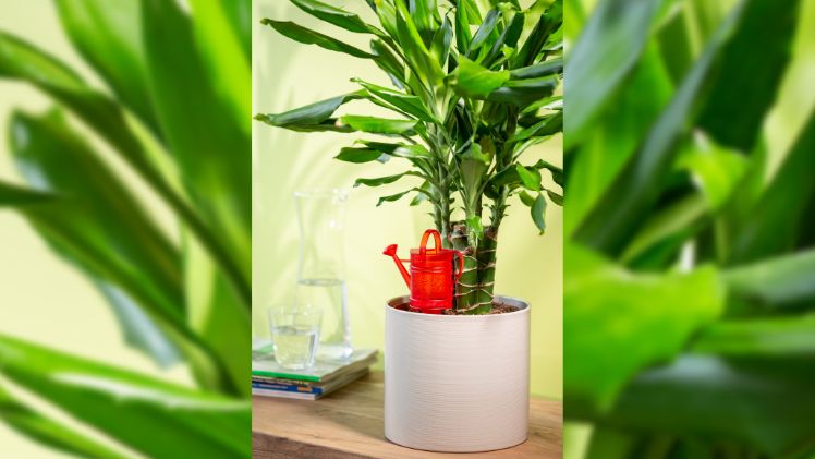 Scheurich Nelly S E M - Serbatoio D'Acqua Per Piante A Forma Di Annaffiatoio, Plastica Resistente UV, Irrigazione Automatica Fino A 6 Giorni, Rosso