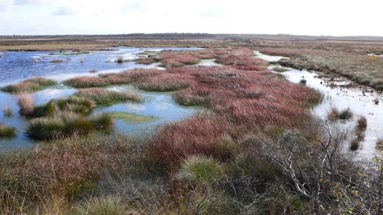 Uchter Moor. Bild: © Schmatzler.