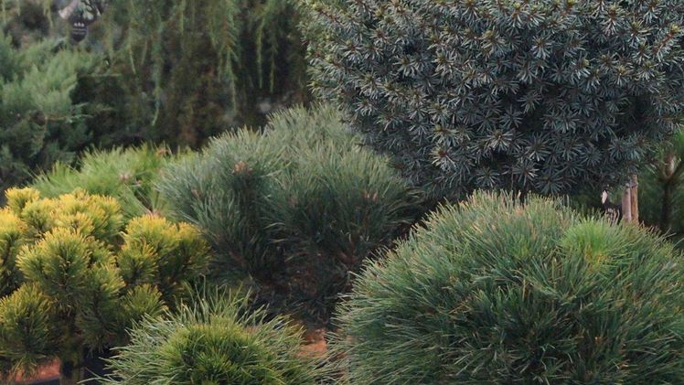 16 Betriebe bauen in Sachsen-Anhalt Ziersträucher und Bäume an. Bild: GABOT.