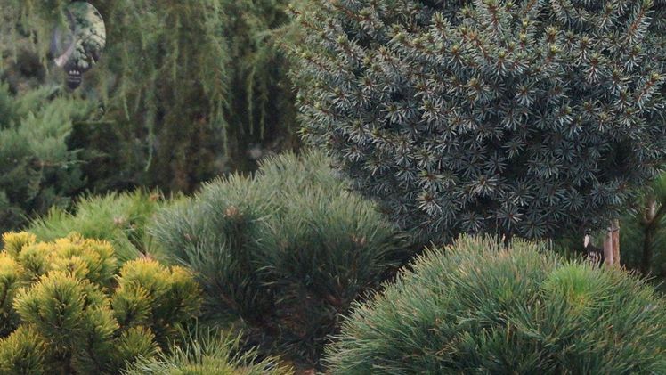 Steuersatz für die Pflanzen oder für die Dienstleistung? Bild: GABOT.