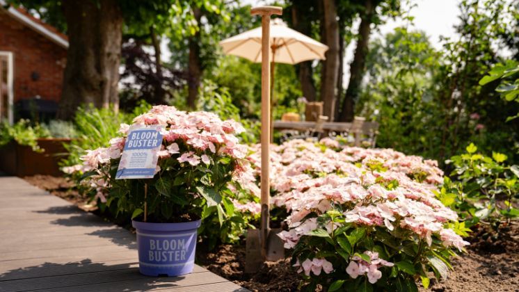 Ein Bloombuster®-Blütenmeer. Bild: 'Bloombuster®'. 