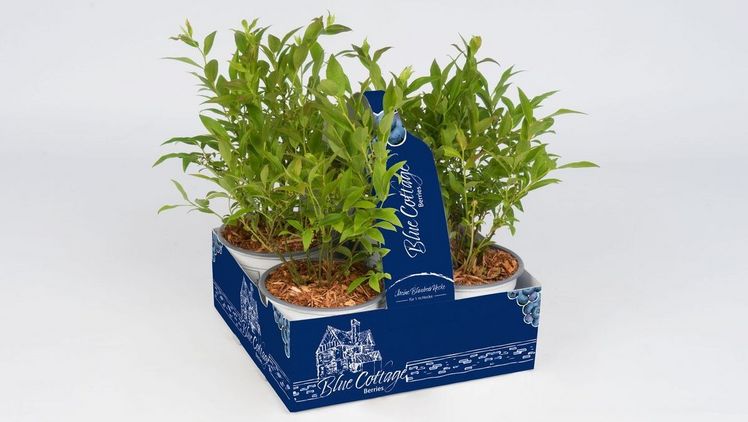 Neu im Sortiment von Lüers Pflanzenhandel ist die Blaubeerhecke Vaccinium Blue Cottage. Bild: Lüers Pflanzenhandel.