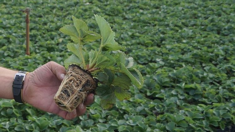 Viele Pflanzen bilden chemische Abwehrstoffe, um nicht gefressen zu werden. Bild: GABOT.