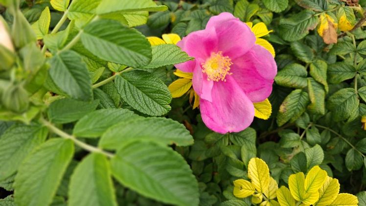 Rosa rugosa im Herbst. Bild: GABOT.