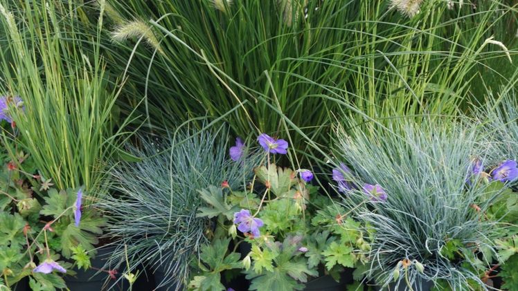 Bodendeckende Stauden und Gräser. Bild: GABOT.